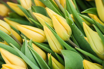 Obraz premium Beautiful fresh blooming yellow Tulip flowers, large in texture, grown in greenhouses
