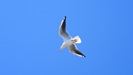 Seagull soaring in the clean blue sky.
