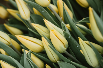Beautiful fresh blooming yellow Tulip flowers, large in texture, grown in greenhouses