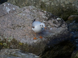 Mouette, piqué dans l'eau, terre et eau, série