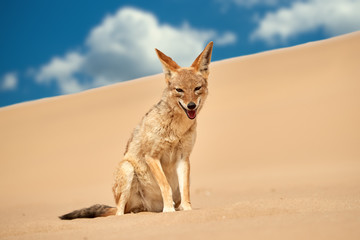 Close up african Black Backed Jackal, Canis Mesomelas sitting on the sand dune against blue sky with white clouds, staring at camera. Low angle, african wildlife, Dorob national park, Namibia.