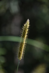 close up of caterpillar