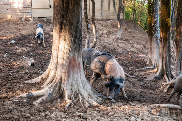 Italien,  frei laufende Schweine der Rasse Cinta Senese auf einem Bauernhof in der Nähe von Siena