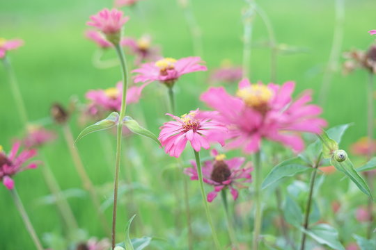 Pink blossom flower Zania in garden