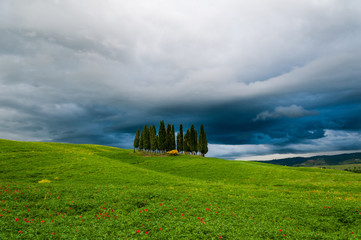 Fototapeta premium Zypressen auf einem Feld in der Toskana mit dramatischen Wolken eines aufziehenden Sommerregens