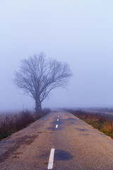 Carretera de asfalto con líneas blancas y árbol entre la niebla en invierno al amanecer. Comarca...