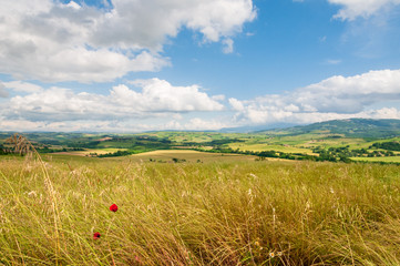 Kornfelder in einer Toskanlandschaft im Sommer