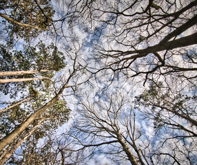 Baum,Natur,Himmel,park,holz