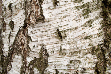  Background texture of birch closeup