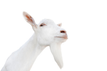 Farm animals. Funny goat with a long beard portrait isolated on white