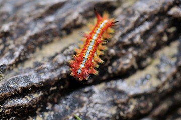 red caterpillar