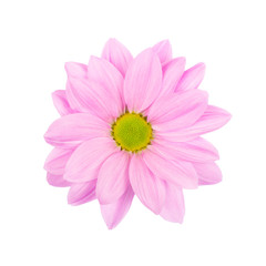 Light Pink daisy, chamomile or chrysanthemum with yellow flower core macro photo isolated .