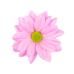 Fototapeta premium Light Pink daisy, chamomile or chrysanthemum with yellow flower core macro photo isolated .