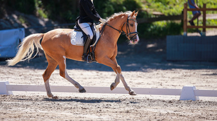 Dressage horse with rider at the highest point in the strong gallop photographed from the side..