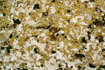 Green moss on a rock closeup