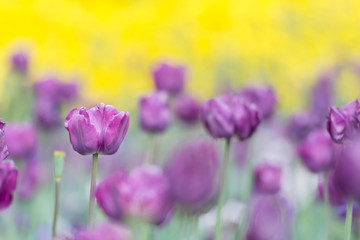 Purple double tulips in a yellow background - Beautiful contrast between foreground and background - horizontal version