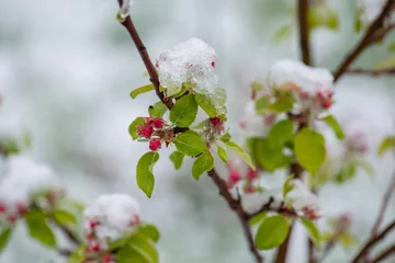 Foto auf Leinwand Schneebedekte Blüten eines Apfelbaumes nach spätem Wintereinbruch, erfrorene Apfelblüten unter Raureif, Schnee auf Apfelblüten, Kälteeinbruch im späten Frühjahr  © Jürgen Kottmann