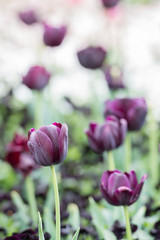 Close-up of the Queen of Night Tulip, Single Late Tulip