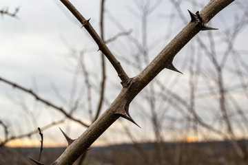  Lonely branch with spikes on a blurry background