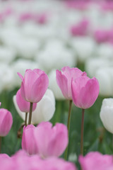 Light pink tulips in a mix with white tulips in a flowerbed