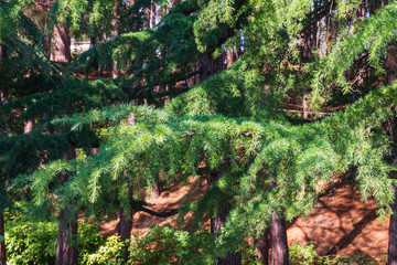 Beautiful Himalayan cedar (Cedrus Deodara, Deodar Cedar) in landscape park "Paradise" in sanatorium "Aivazovsky" in Partenit in Crimea. Huge trees along footpaths on Black Sea coast.