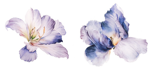Flowers watercolor illustration.Manual composition.Big Set watercolor elements.