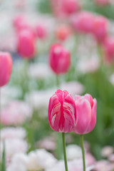 Rembrandt colouring tulip in focus, pink and cream mixture with pink tulips in a background