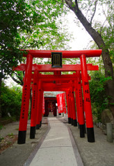 Rote Toriis hintereinander in Japan