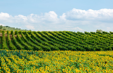 Field in Tuscany