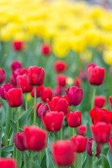 Amazing Darwin Hybrid Red Tulips in a flowerbed with Yellow blurry Tulips in a background