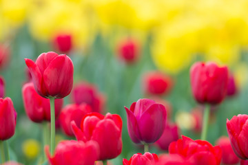 Amazing Darwin Hybrid Red Tulips in a flowerbed with Yellow blurry Tulips in a background