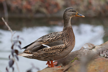Portrait of Anas platyrhynchos, in profile