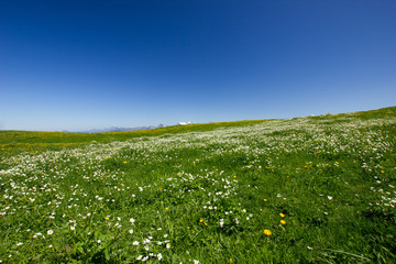 swiss mountains under blue sky with a meadow full of flowers in the foreground