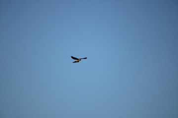 Fototapeta na wymiar falcon flying in the blue sky