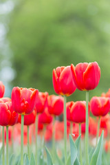 Beautiful Red Tulips, Darwin Hybrid Red Tulips in a flowerbed