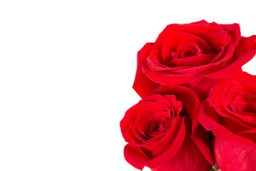 Amazing lovely red roses isolated on white background. Close-up. Copy space. Women's Day concept. Symbol of beauty.