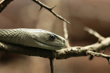 Close up, Dendroaspis polylepis, crawling on a tree