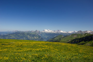swiss mountains on a sunny summer day with a meadow full of flowers in the foreground