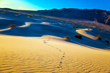 The chains of footprints in the sand dunes