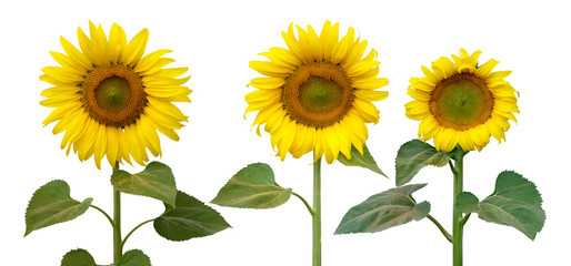3 units of Sunflower trees isolated on white background (with working/ clipping path for each one)