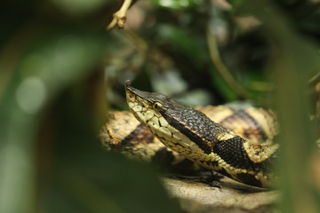 Close up, Bitis gabonica in grass