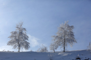 Beautiful winter landscape. Two white snowy trees on an early cold morning against the sky