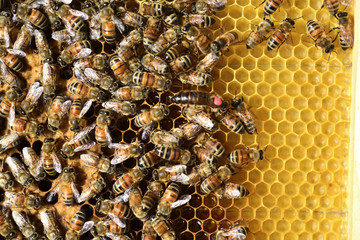 Bees