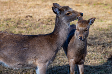 Mother deer takes care of her baby