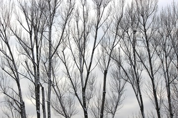 Serie di alberi a contrasto contro il cielo nuvoloso