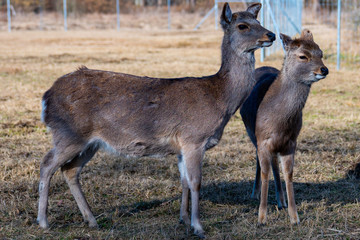 Mother deer takes care of her baby