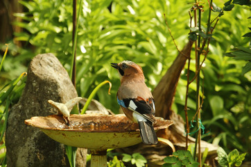 Ein Eichelhäher sitzt am Rand einer Vogeltränke im Sommer in Garten zum trinken, Garrulus glandarius