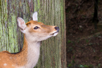 retrato de ciervo en nara