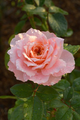 Beautiful rose on dark background