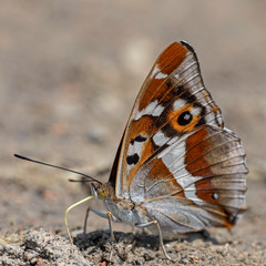 Apatura iris, the purple emperor, is a Palearctic butterfly of the family Nymphalidae. Purple Emperor (Apatura iris). 